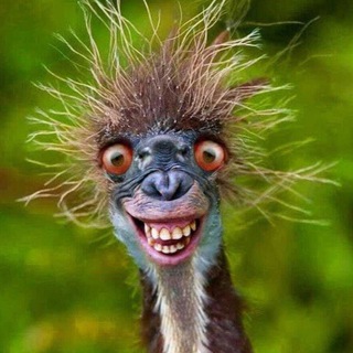 Telegram profile photo for 🌶 ТОЛЬКО_СМЕШНОЕ 🌶