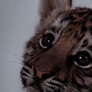 Telegram profile photo for Тигры🐯