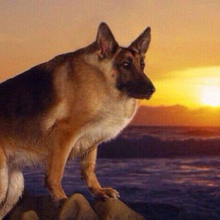 Telegram profile photo for Мемаксеки