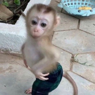 Telegram profile photo for чат шикарний канал