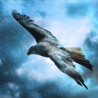 Telegram profile photo for Adler der Freiheit