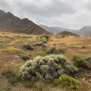Telegram profile photo for أوابد-قناة الأدب واللغة والكتب والمخطوطات