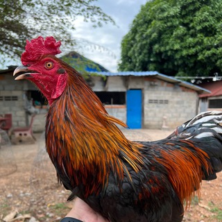 Telegram profile photo for SB24 តាមភូមិJAK388