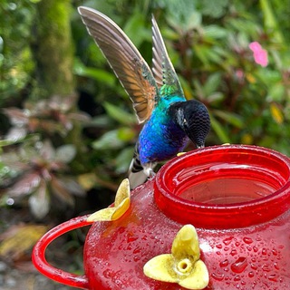 Telegram profile photo for Hummingbird Gateways
