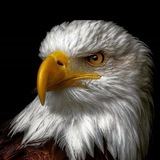 Telegram profile photo for نظرسنجی عقاب