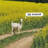 Telegram profile photo for Scarecrow.