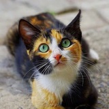 Telegram profile photo for Наши котэ