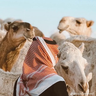 Telegram profile photo for محمد الشلاقي 📸