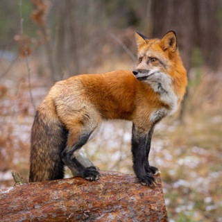 Telegram profile photo for Дом Пушистых