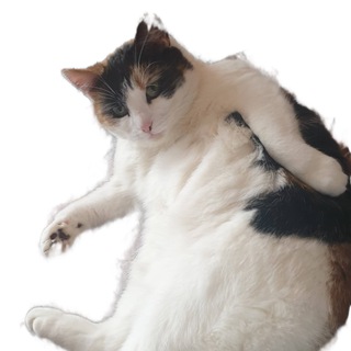 Telegram profile photo for Aisha Grandma Cat Portal