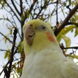 Telegram profile photo for Kockatiel Posting
