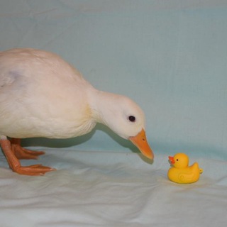Telegram profile photo for Daily Duck