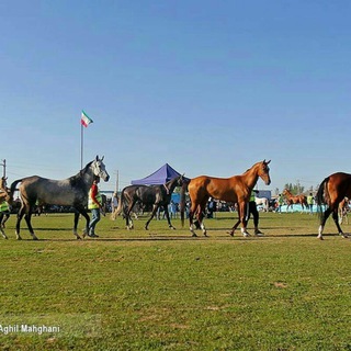 Telegram profile photo for کانال صوفیان