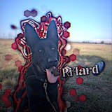 Telegram profile photo for 🐾Ri4ard🐾