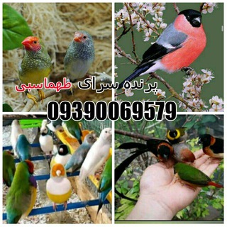 Telegram profile photo for پرنده سرای طهماسبی
