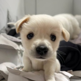 Telegram group profile photo for $wilo - Community 🐶