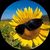 Telegram profile photo for wr