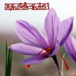 Telegram profile photo for بورس زعفران فرازی