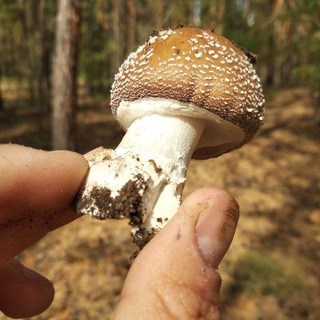 Telegram group profile photo for Грибочки от Олежки🍄