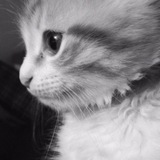 Telegram profile photo for archive