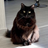 Telegram profile photo for Mittens (Telegram’s Cat) Portal