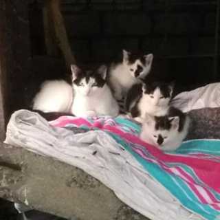 Telegram profile photo for Из жизни Носиков, Шпротиков и Пеструшек