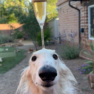 Telegram profile photo for алер партачит