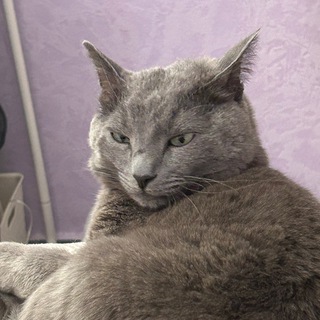 Telegram profile photo for Безумная женщина и кот