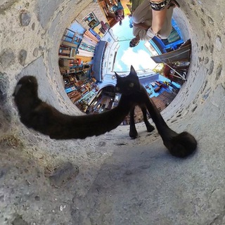 Telegram profile photo for VoidcatLore - dementia edition