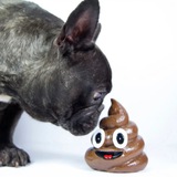 Telegram profile photo for Shit Inu Calls