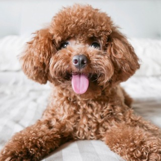 Telegram group profile photo for Той Пудель Чат 🇷🇺