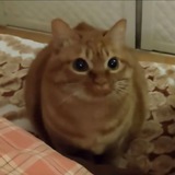 Telegram profile photo for бебрашпиллинг сошел с ума