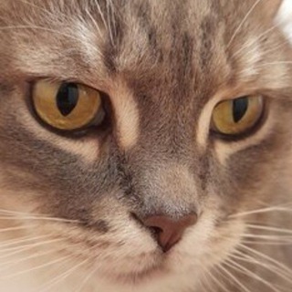 Telegram profile photo for Бывалый Обыватель