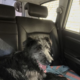 Telegram group profile photo for Лапки ЮЗАО 🐾 общение, потеряшки, питомцы, помощь, барахолка, услуги