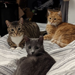 Telegram profile photo for Cathode, Aspen, and Peanut