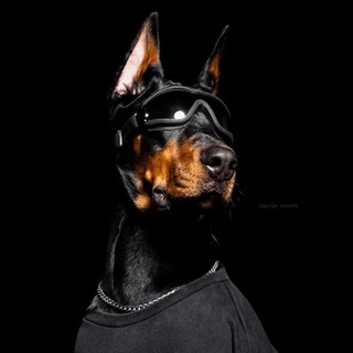 Telegram profile photo for 杭州爆破(出击记录仪)