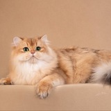 Telegram profile photo for БолдыревАлекс BOLDIREVALEX золотые шиншиллы