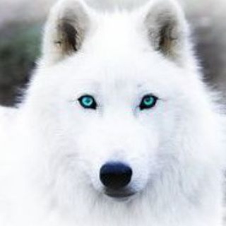 Telegram profile photo for GoyGirl
