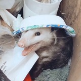 Telegram profile photo for ᵀᴿᴬˢᴴ ᴾᴼˢˢ