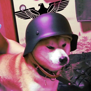 Telegram profile photo for Shibe Hub