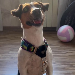 Telegram profile photo for Будни псо