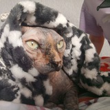 Telegram profile photo for Фото батлик🎀
