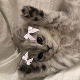 Telegram profile photo for дневник тарелочек🎀