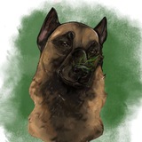 Telegram profile photo for malinois.shani.fb⚡️