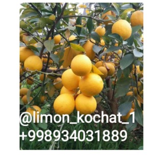 Telegram profile photo for Limon kochat