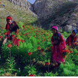Telegram profile photo for جهان🍁 طبیعت🐆و موسیقی سنتی🎻وطنز شادباش