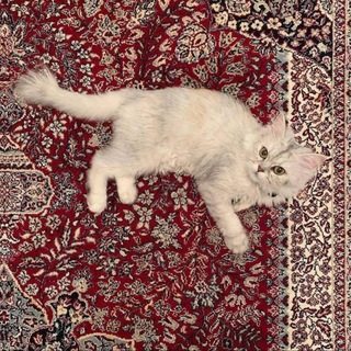 Telegram profile photo for لِفقيدتي .