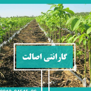 Telegram profile photo for اروم نهال