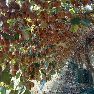 Telegram profile photo for نهالستان مازندران