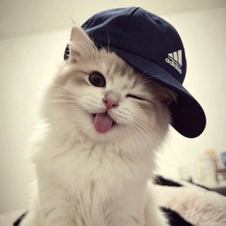 Telegram profile photo for NA3SSIN